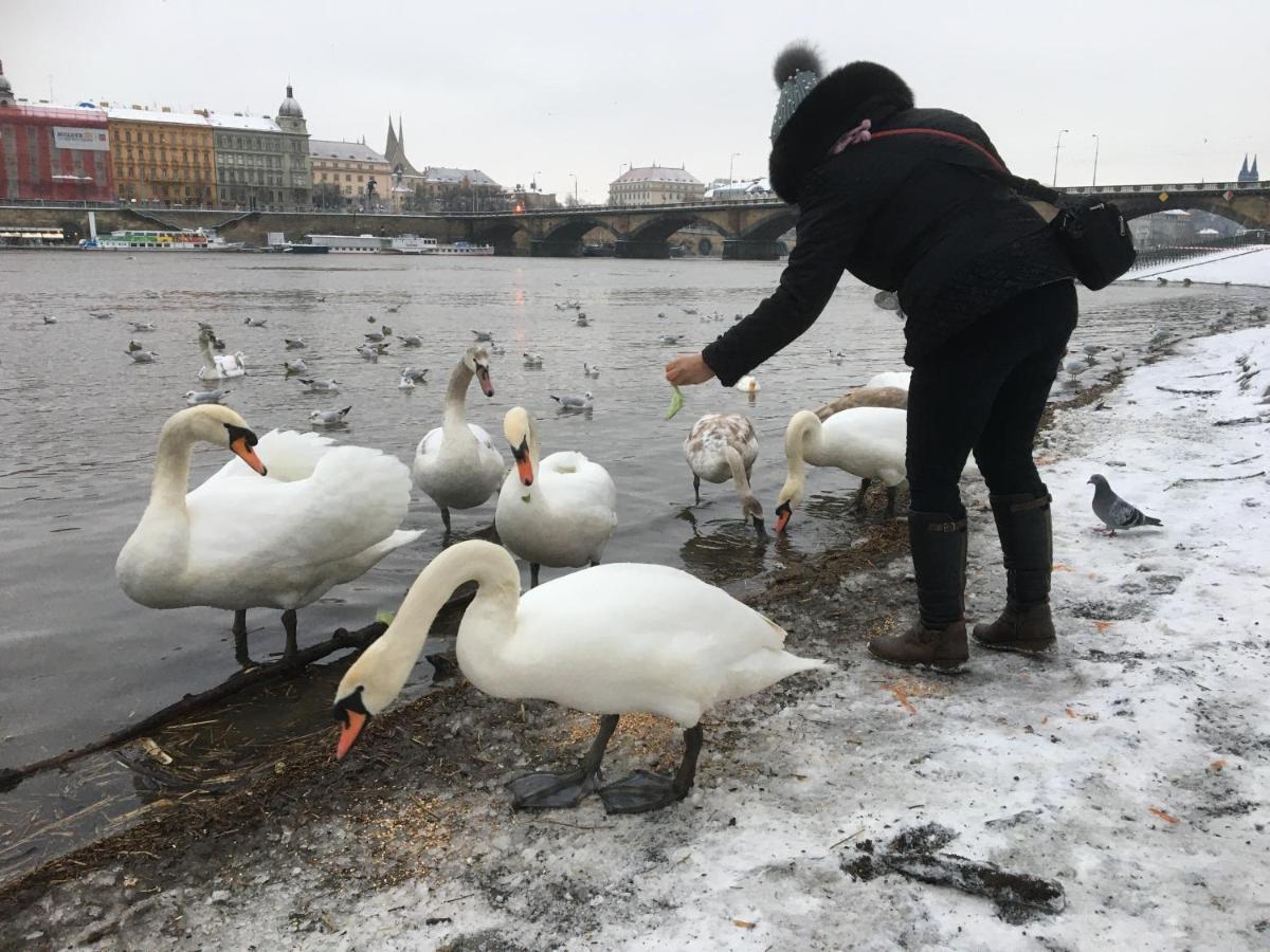 Daire Vltava *