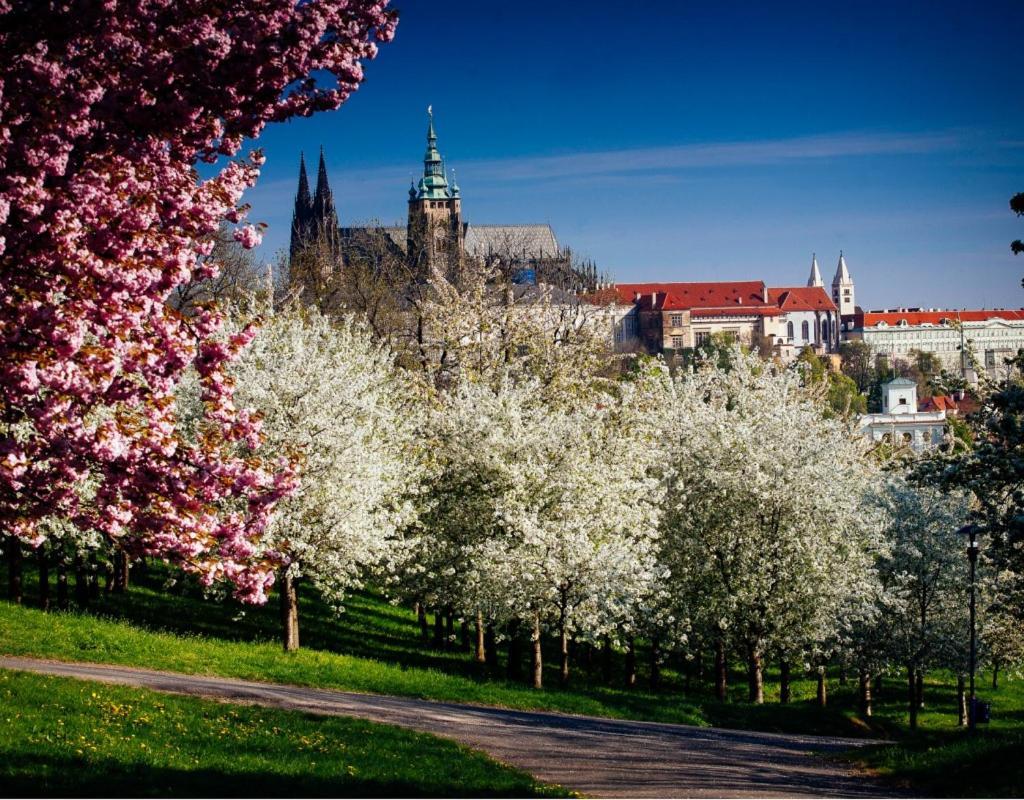 Royal By Michal&friends Daire Prag