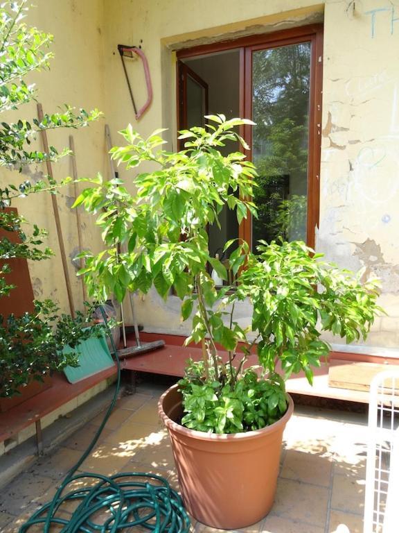 Apartment Garden On Art Nouveau Street In Prague