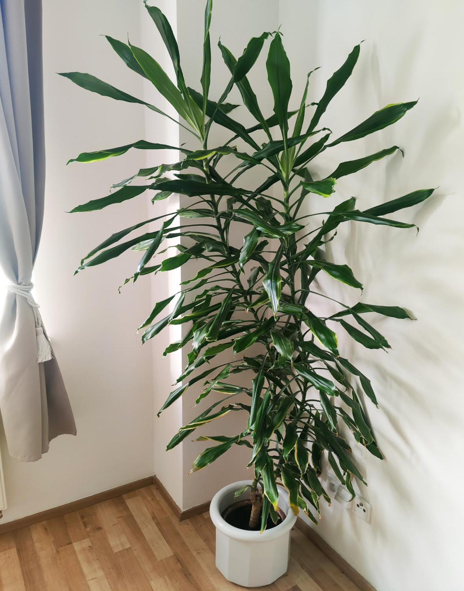 Apartment Double King Size Sunny In Castle Area