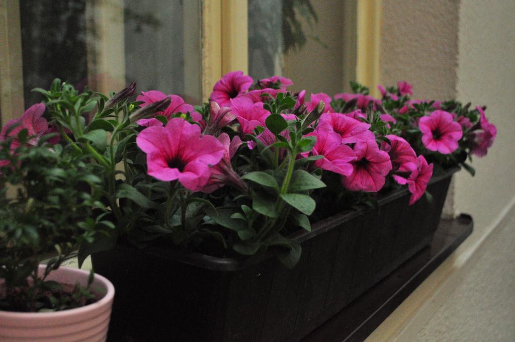 Apartment Secret Garden