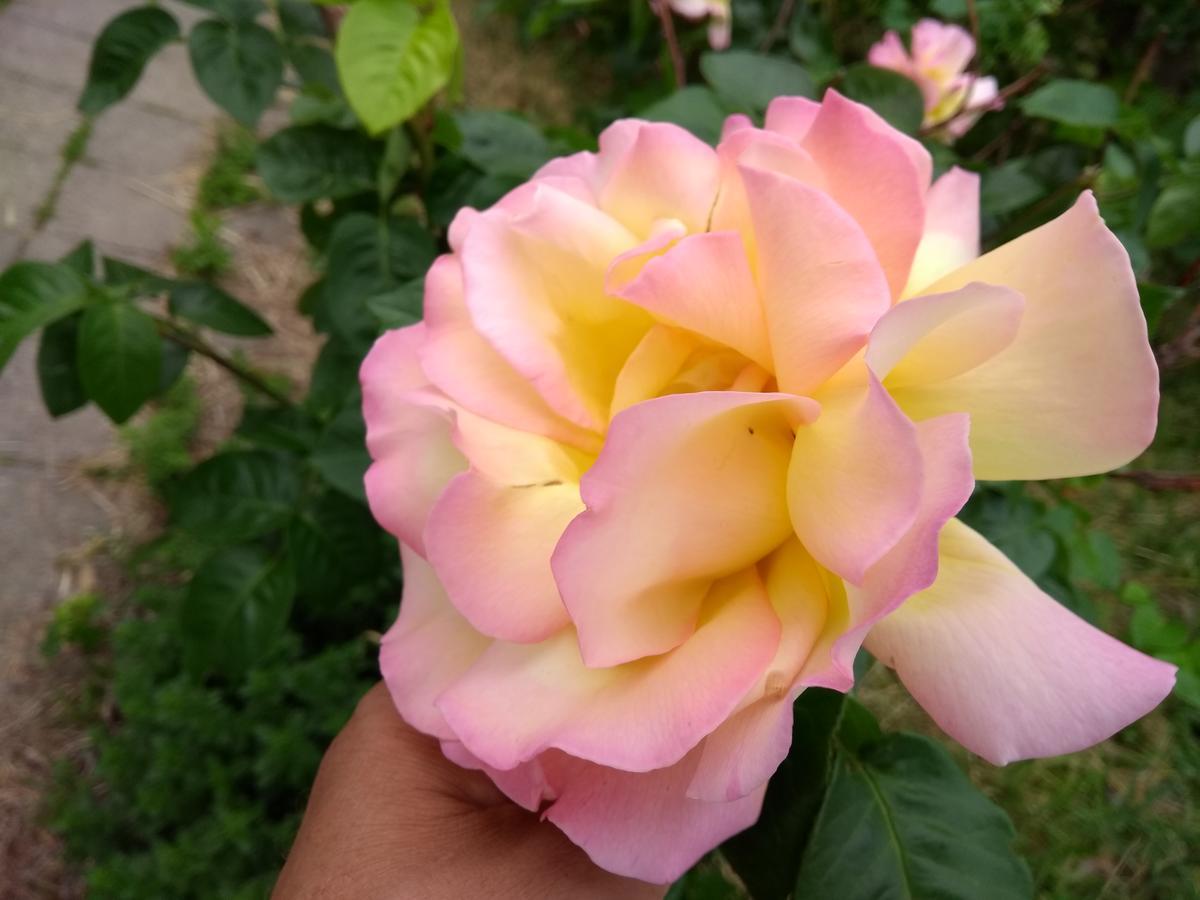 Retro Challenge And Garden Guest house *