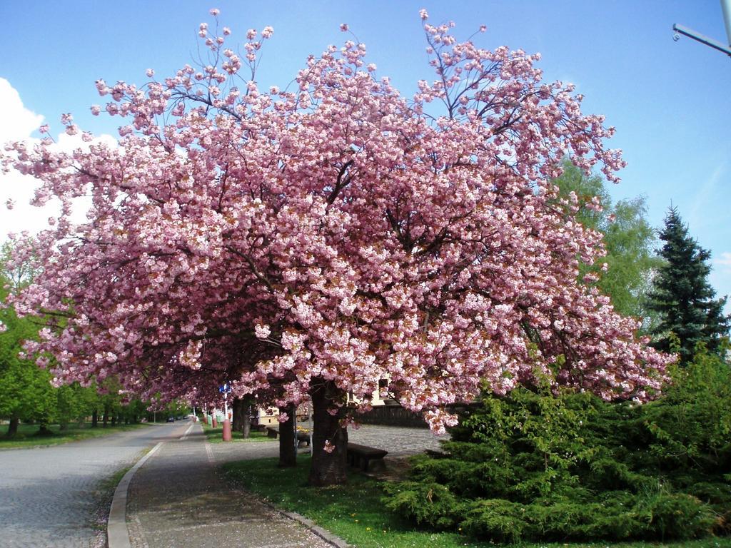 Daire Modern Riegrovy Sady