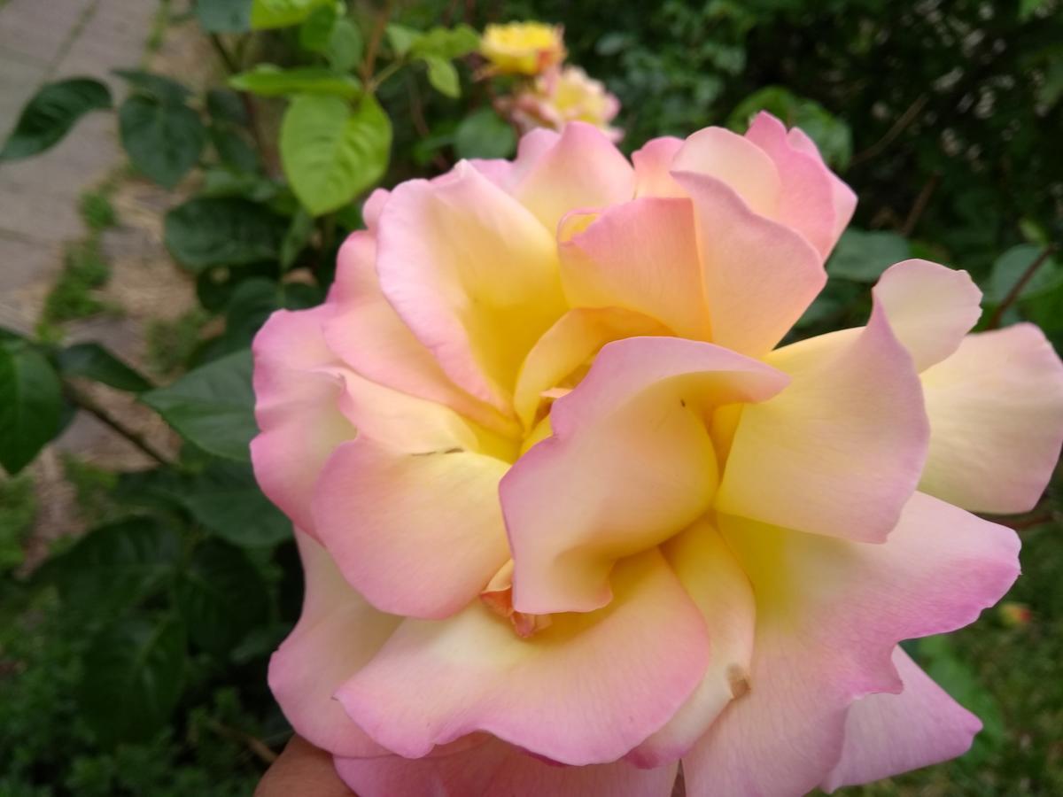 Retro Challenge And Garden Praga