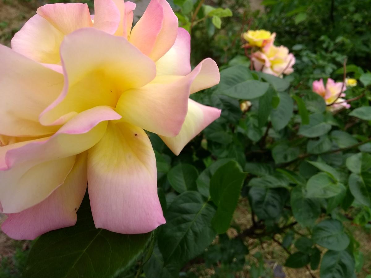 Retro Challenge And Garden *